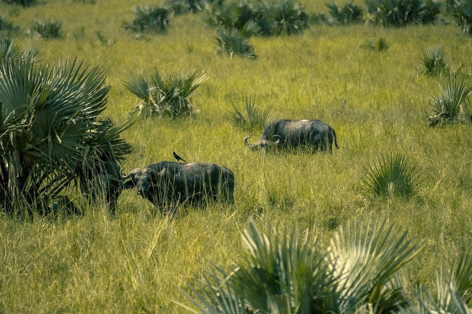 Two Cape buffalo bulls feeding in palm savanna on the Zambezi Delta floodplain, Mozambique