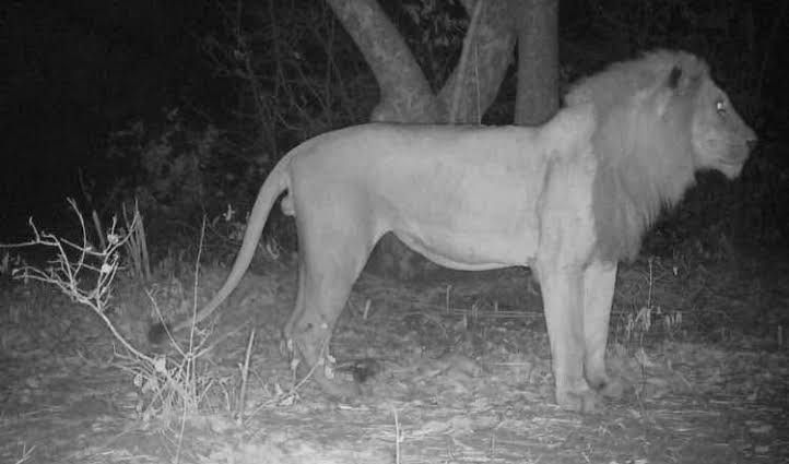 Trail camera photograph of a mature male lion at night on a free-range concession