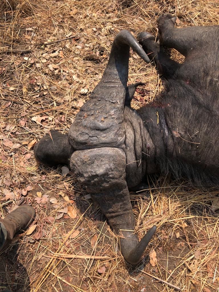Cape buffalo bull down in leaf litter after the shot, on a Nhoro Safaris hunt in Zimbabwe