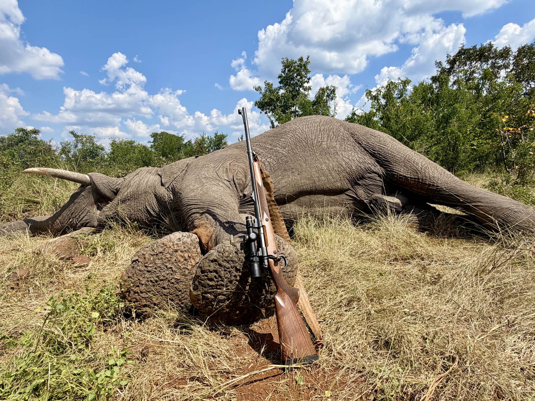 Bull elephant down with the rifle propped against a termite mound, Zambezi Valley, Zimbabwe