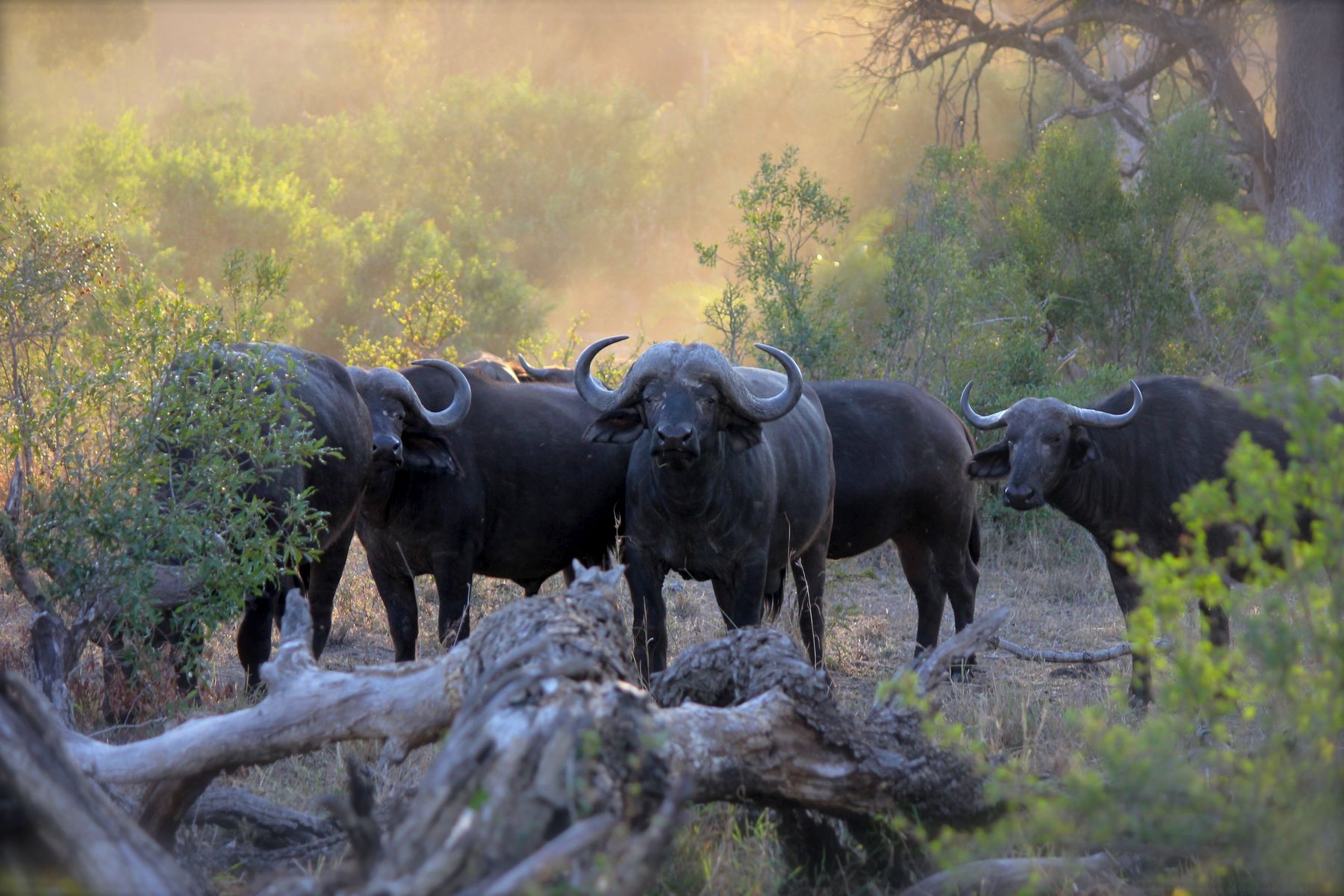 Cape buffalo herd standing in bush on the Zambezi Delta concession, Mozambique