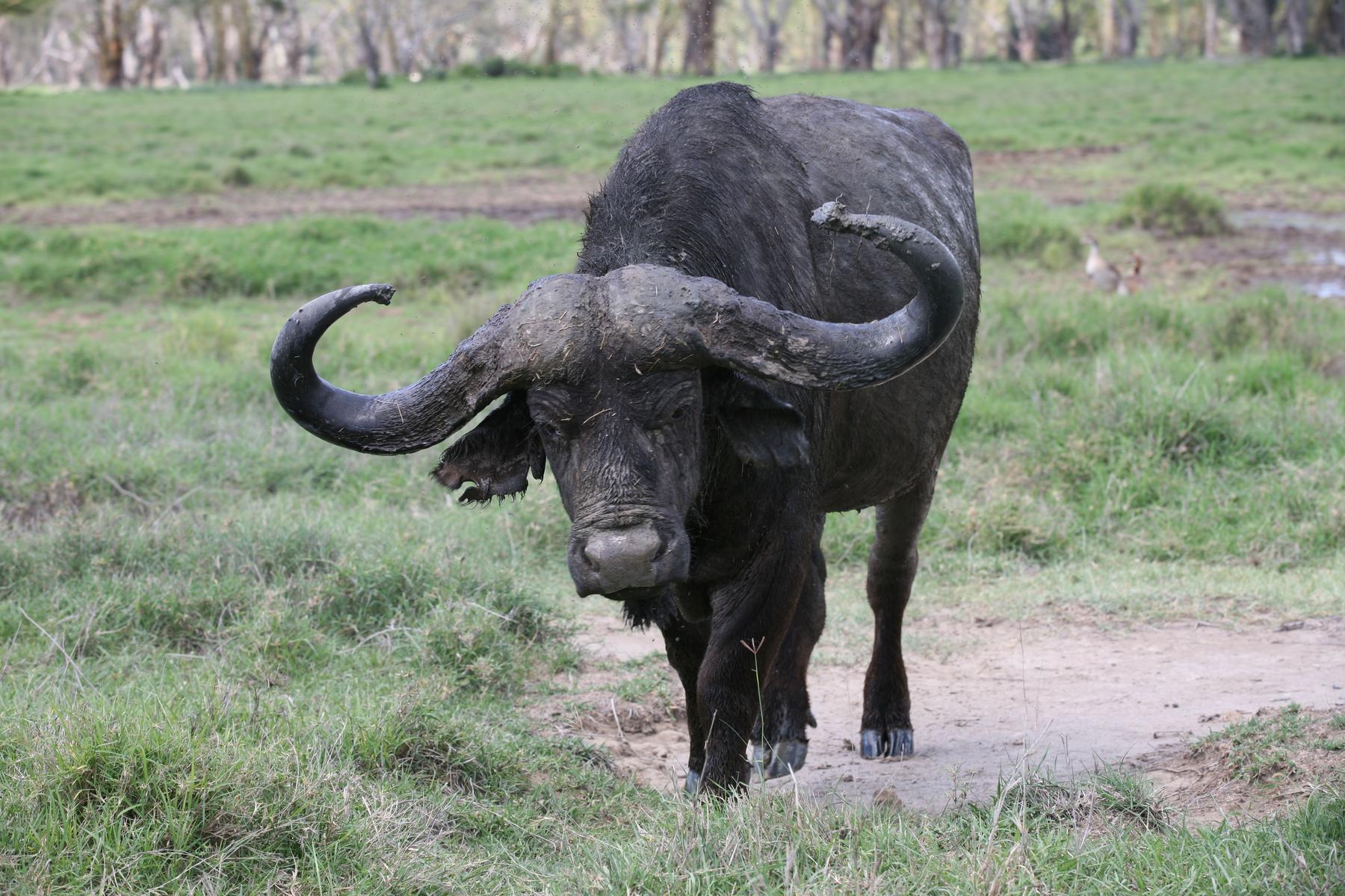 Hard-bossed Cape buffalo bull on the Zambezi Delta floodplain, Mozambique