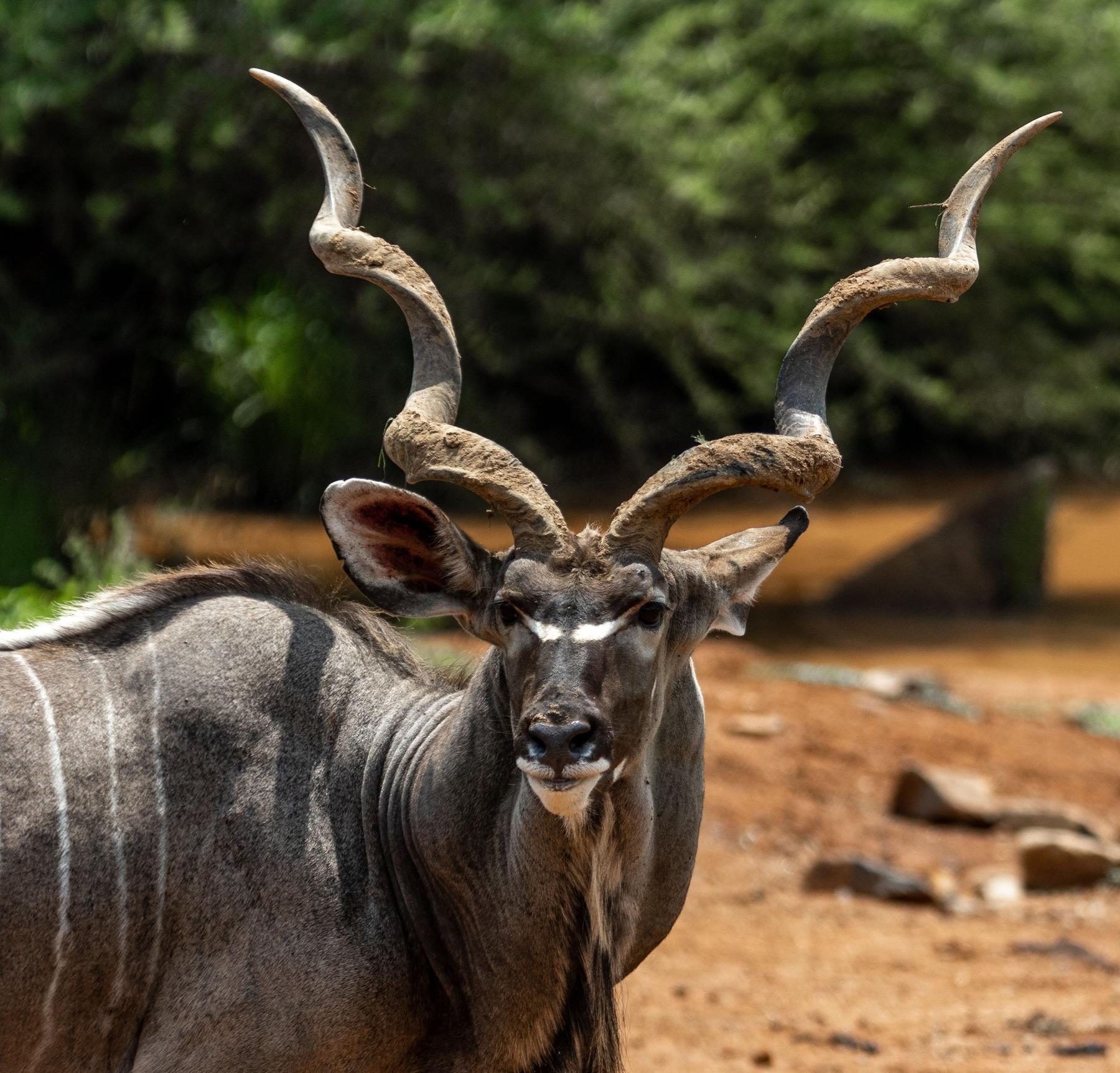 Greater kudu bull in Limpopo bushveld, South Africa