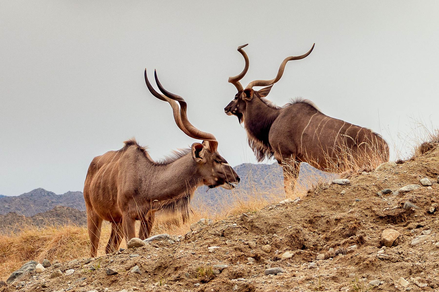 Two greater kudu bulls on a rocky hillside on the Limpopo property, South Africa