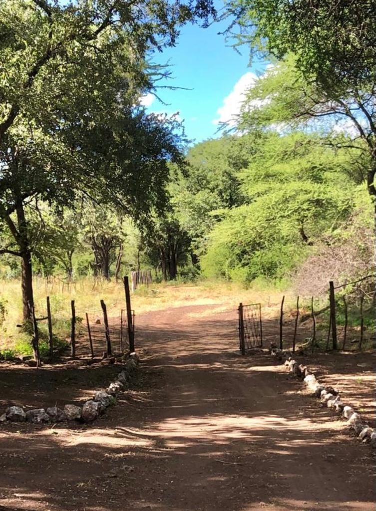 Sand track running in under shade trees towards camp in the Zimbabwe hunting area