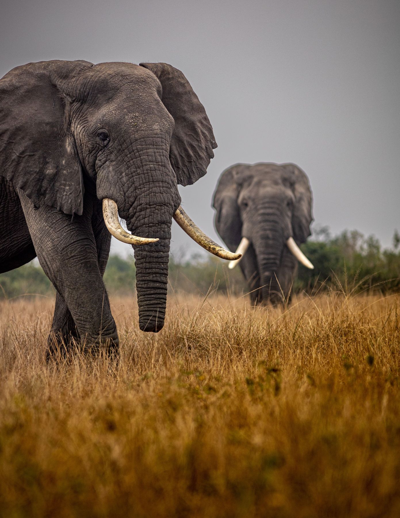 Two free-range bull elephant in dry grass in the Nhoro Safaris Zimbabwe hunting area