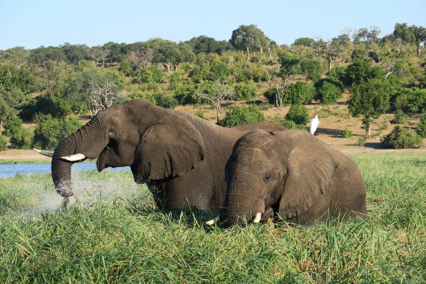 Free-range bull elephant feeding in riverside grass in Zimbabwe