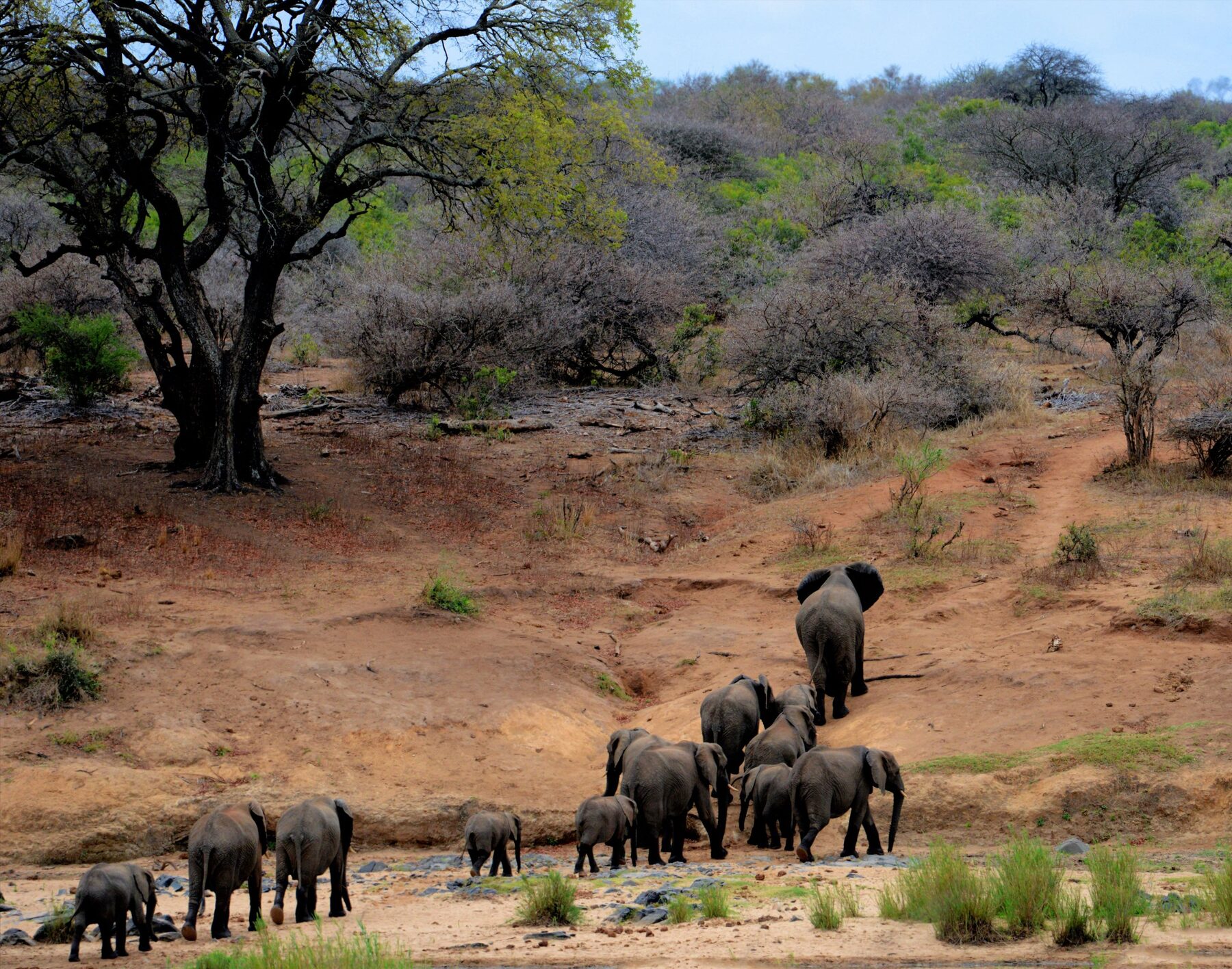 Elephant herd moving up a dry riverbed in Kruger National Park, South Africa