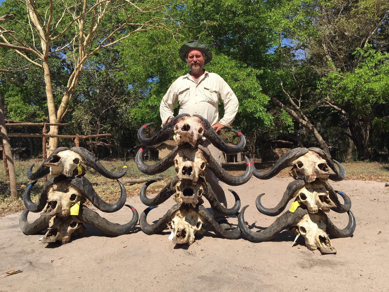 Hunting client behind a row of hard-bossed Cape buffalo skulls from the Zambezi Delta, Mozambique