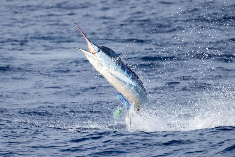 Deep-sea marlin fishing off the Mozambique coast, offered as an add-on to a Zambezi Delta buffalo safari