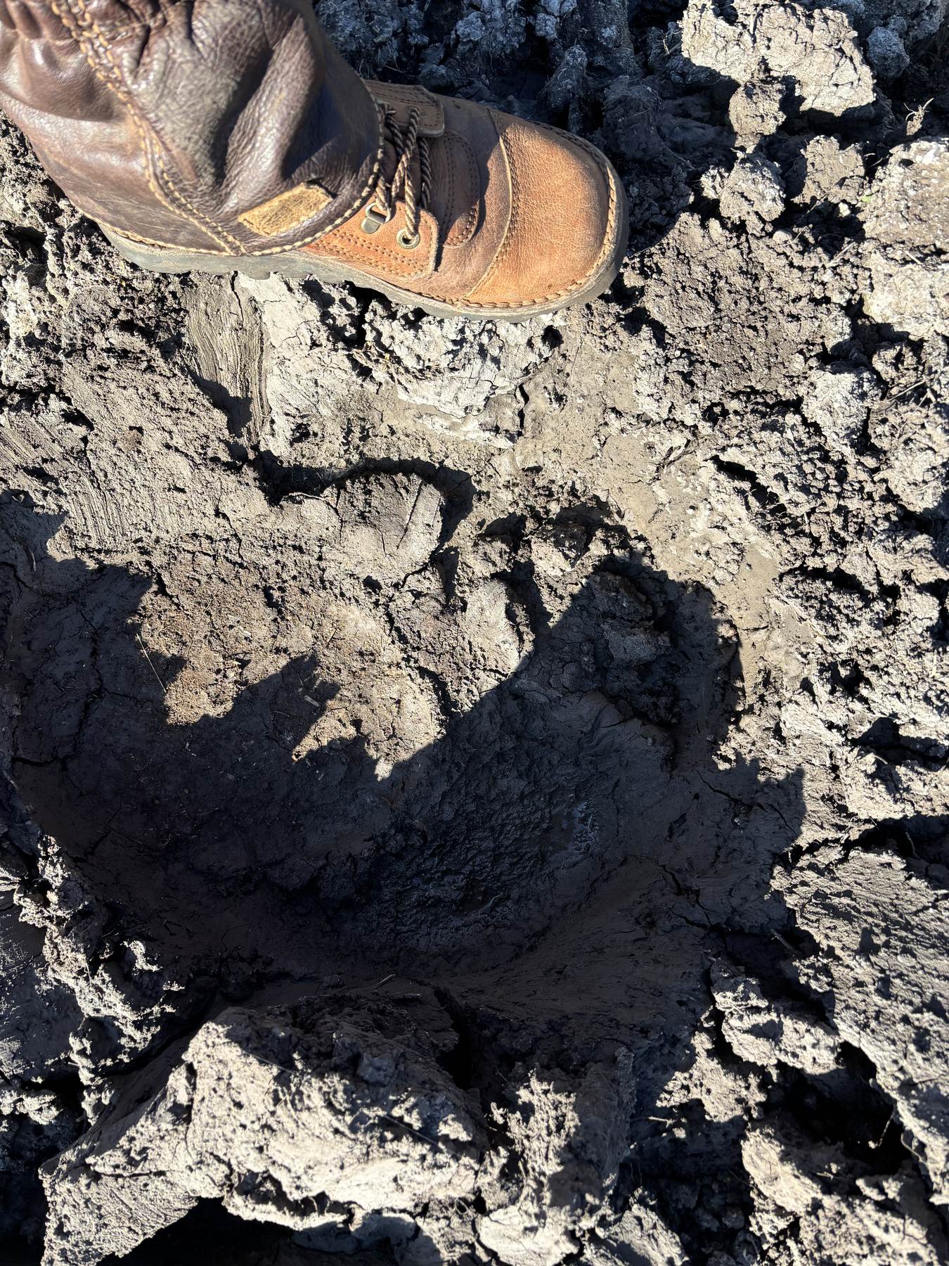 A hunting boot set beside a bull elephant track for scale, Zimbabwe