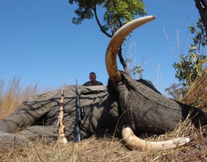 Trophy bull elephant taken on a free-range Zimbabwe elephant safari with Nhoro Safaris
