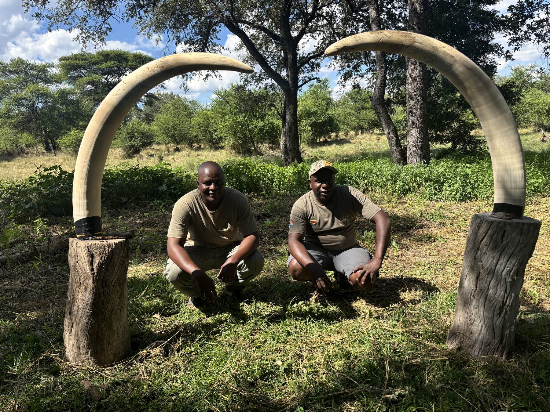 Two of the Nhoro Safaris team with a pair of heavy elephant tusks set upright in camp