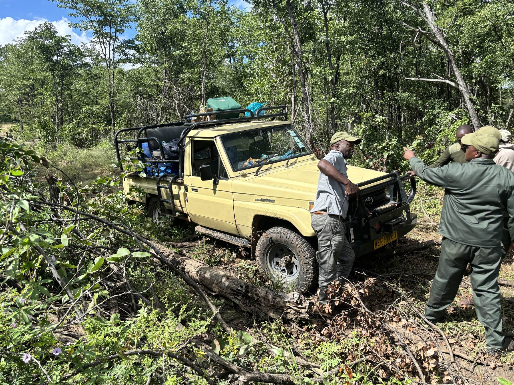 Hunting vehicle stopped in thick bush while the crew clears the track, Zimbabwe