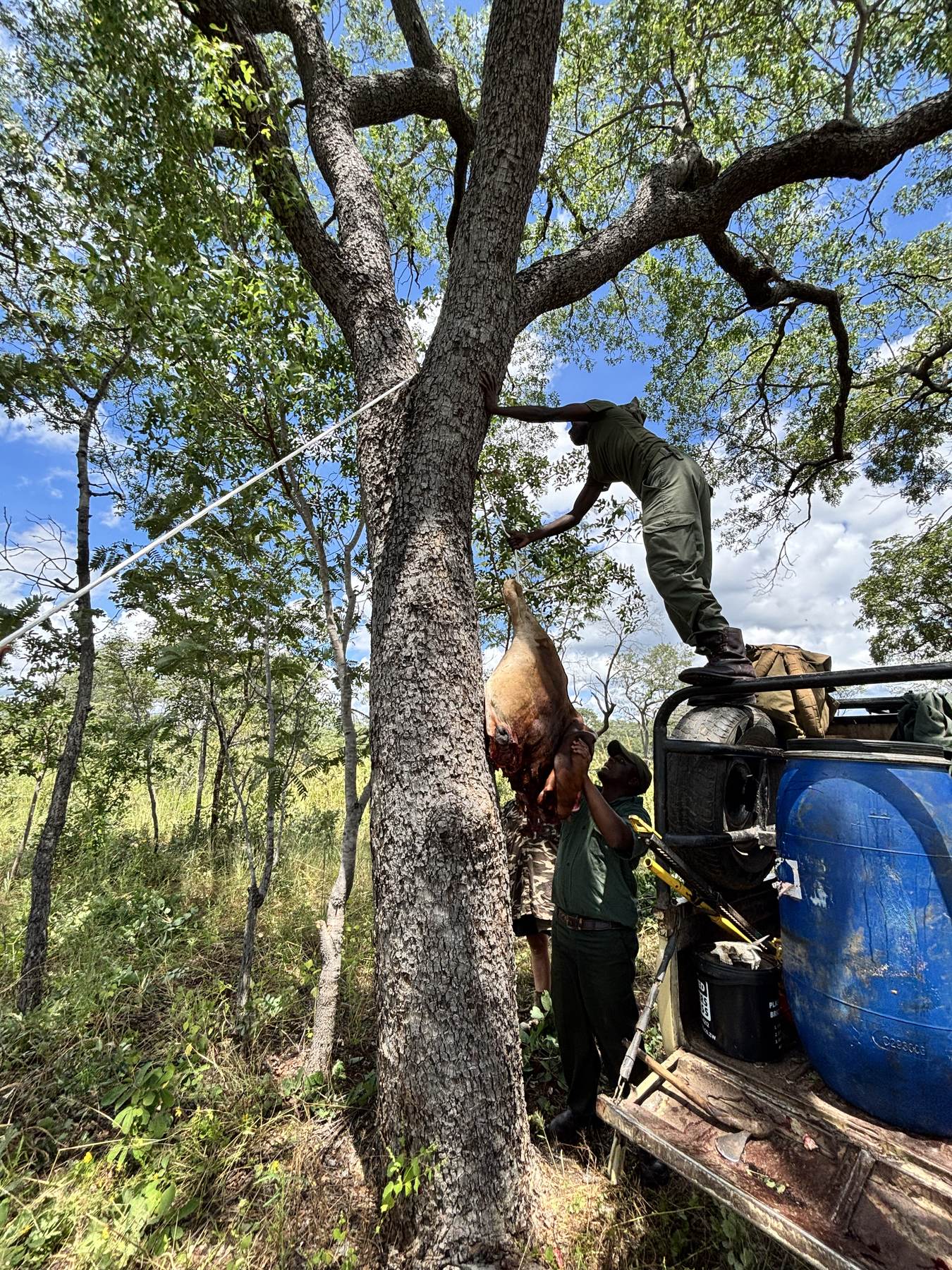 Field skinning and trophy preparation under the trees at a Nhoro Safaris camp in Zimbabwe