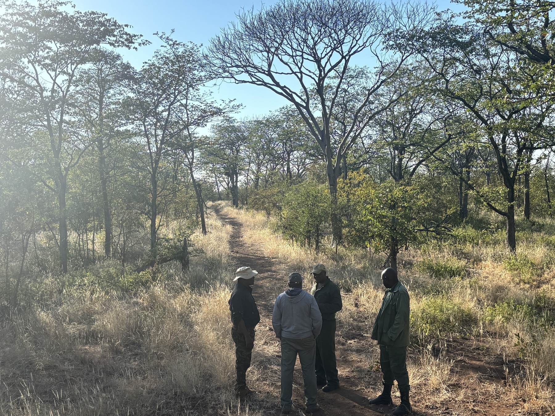 The Nhoro Safaris tracking team on a woodland track at first light, Zimbabwe