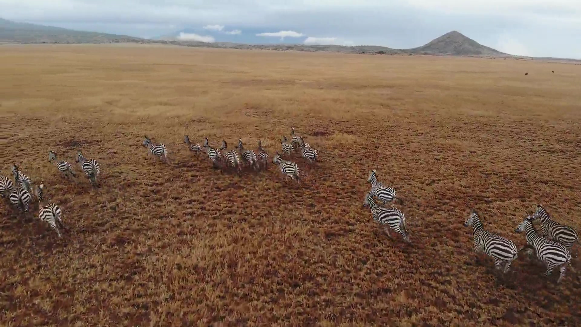 Zebra herd moving across open plains, seen from the air