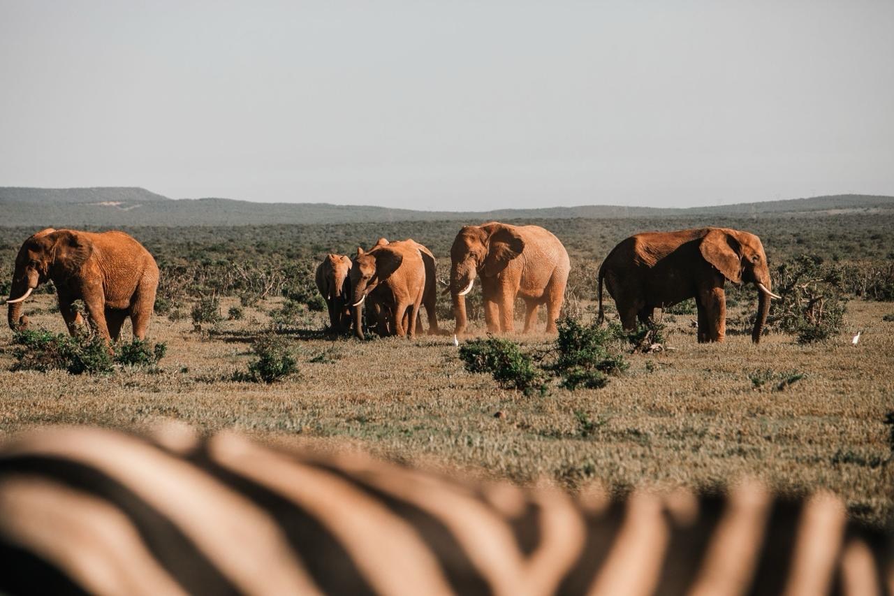 Elephant moving across open plains in southern Africa