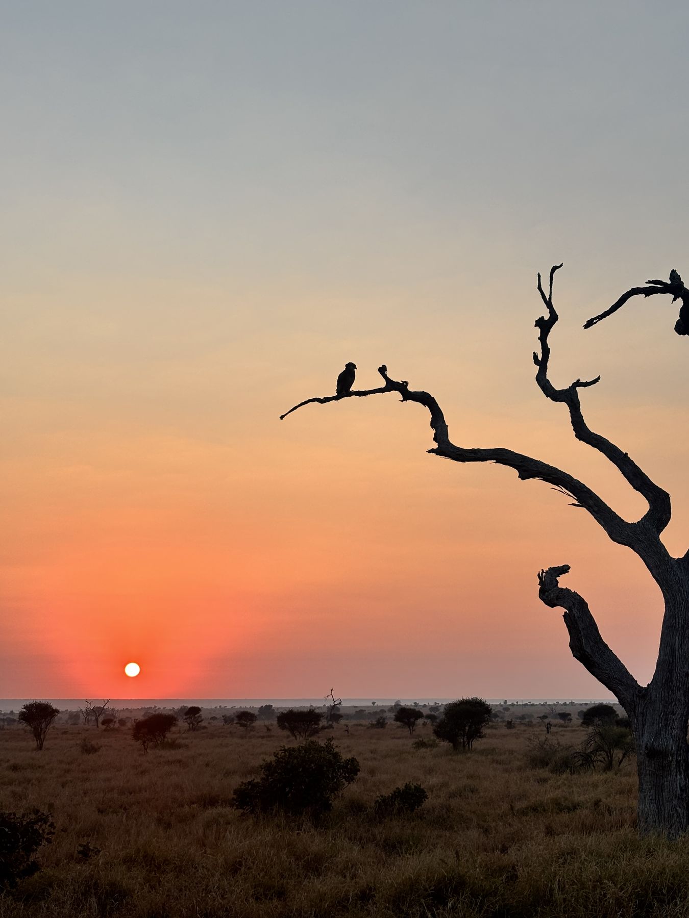 Landscape across the Southern African hunting concessions operated by Nhoro Safaris