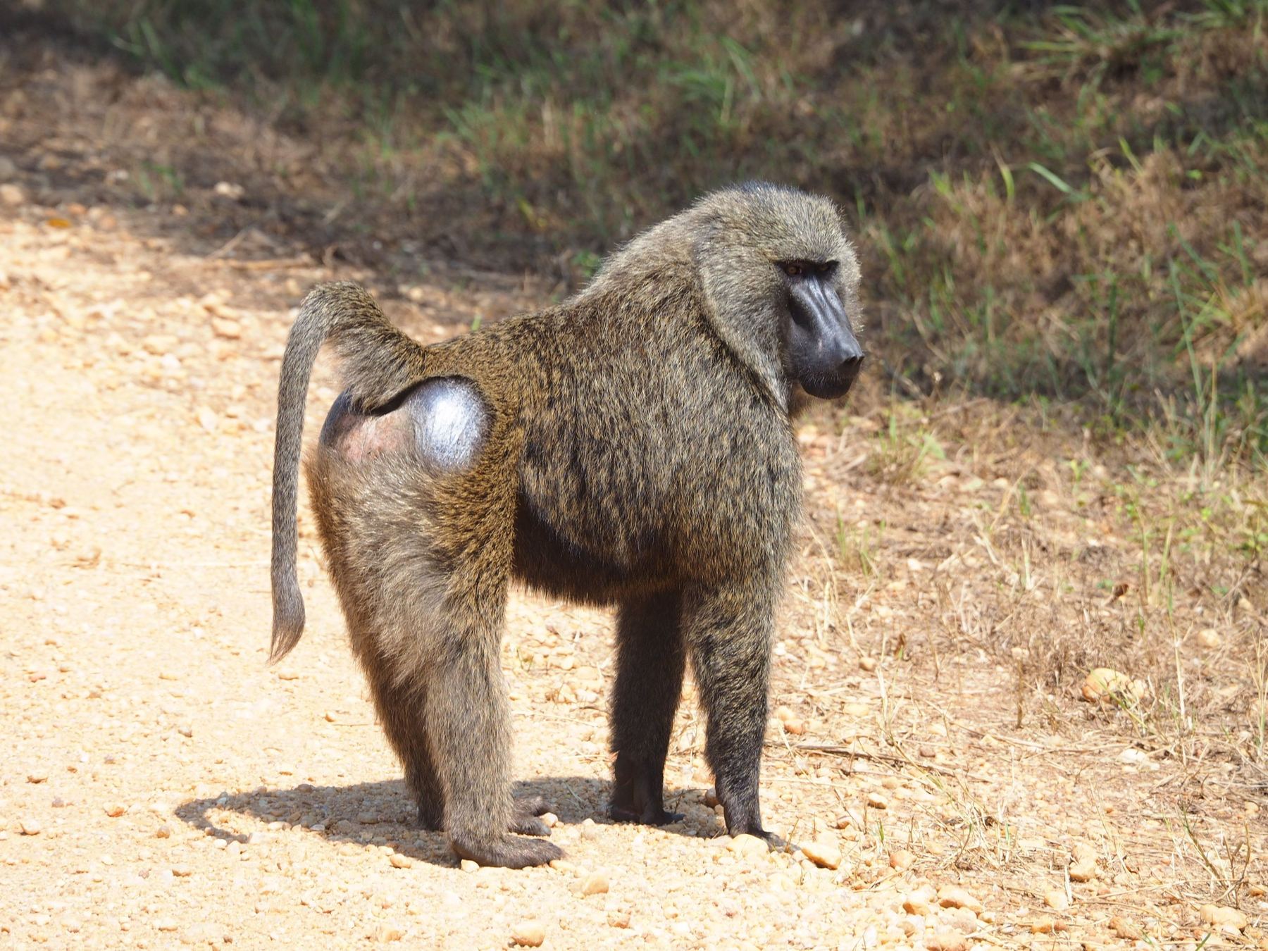Mature male baboon standing in the open, the kind of old dog-faced male hunted with Nhoro Safaris