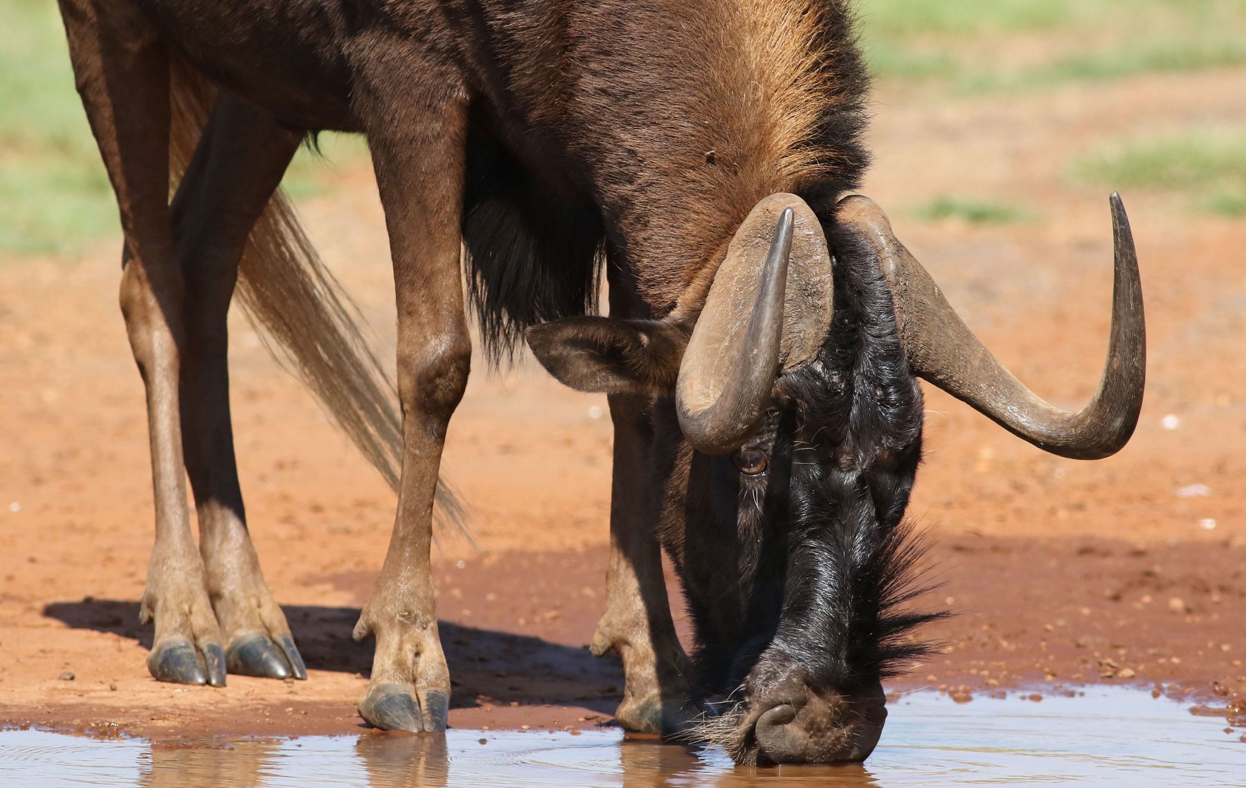 Mature black wildebeest bull taken on the open highveld plains of South Africa with Nhoro Safaris