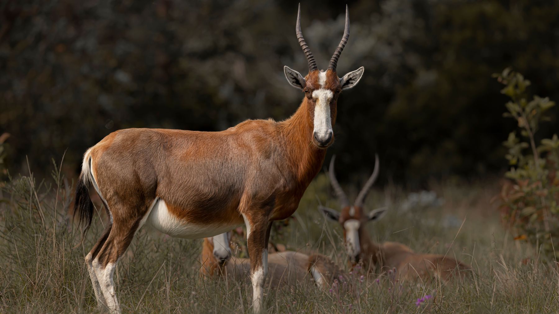 Blesbok ram standing in highveld grass, South Africa