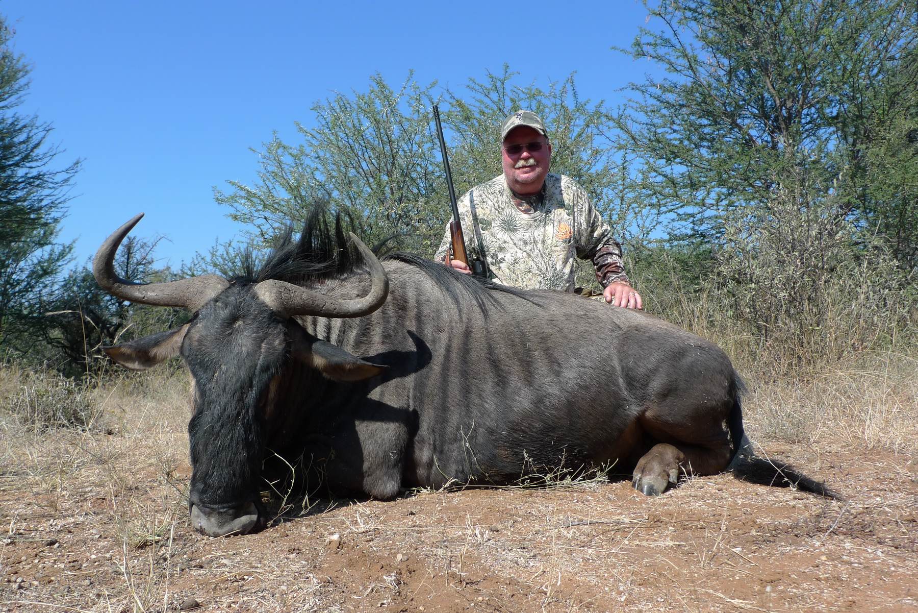 Blue wildebeest bull taken in green Limpopo bushveld with Nhoro Safaris, South Africa