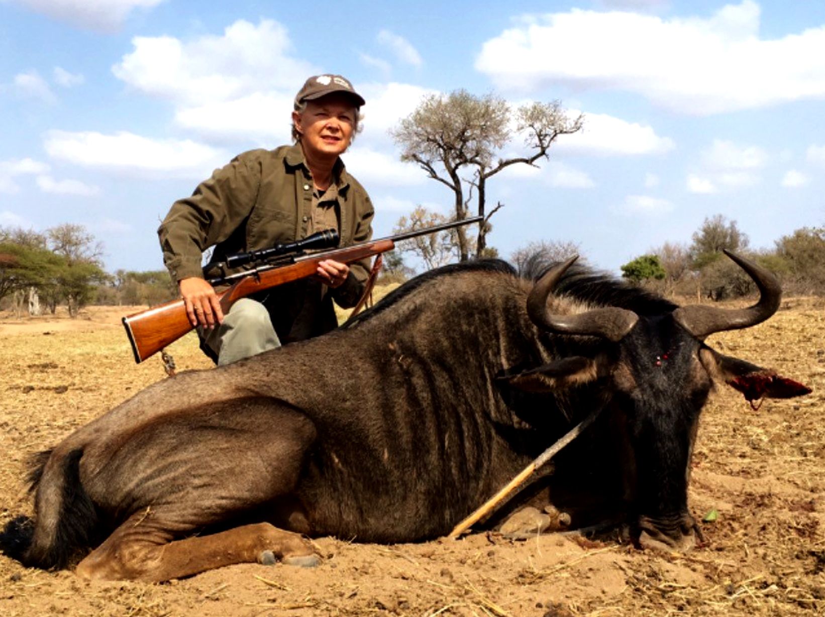 Hunting client kneeling with rifle behind a blue wildebeest bull, Limpopo, South Africa