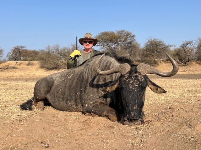 Hunting client behind a blue wildebeest bull in open Limpopo bushveld, South Africa