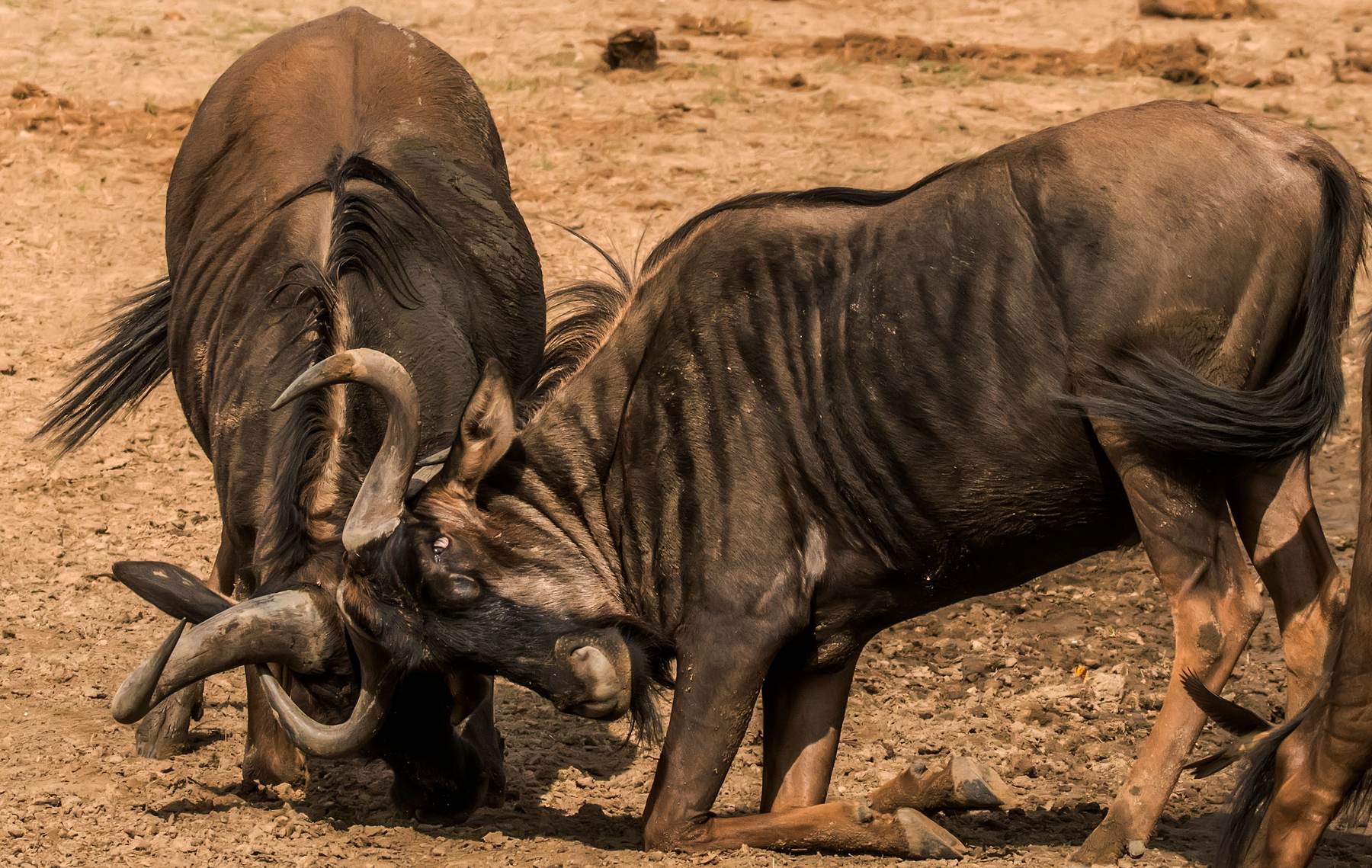 Two blue wildebeest bulls drinking at a waterhole, Limpopo, South Africa