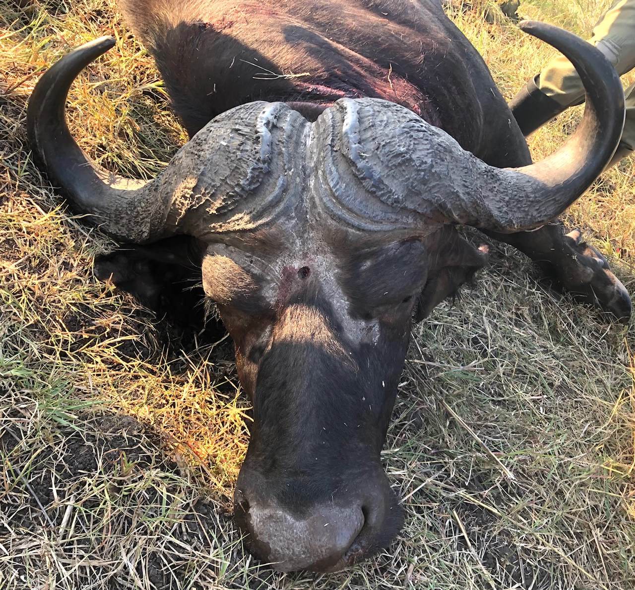 Close detail of the heavy boss and horns of a Cape buffalo bull, Zambezi Delta, Mozambique