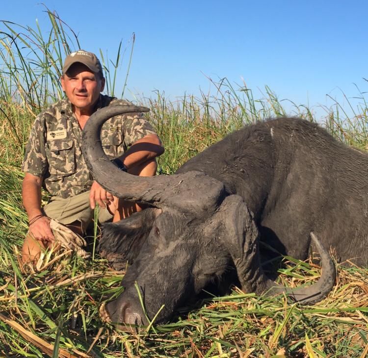 Hunter with a Cape buffalo bull taken in floodplain grass, Zambezi Delta, Mozambique