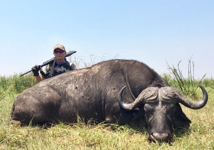 Cape buffalo bull taken on the green floodplain of the Zambezi Delta, Mozambique