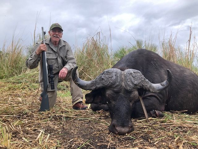 Hunting client kneeling with his rifle beside a Cape buffalo bull, Zambezi Delta, Mozambique