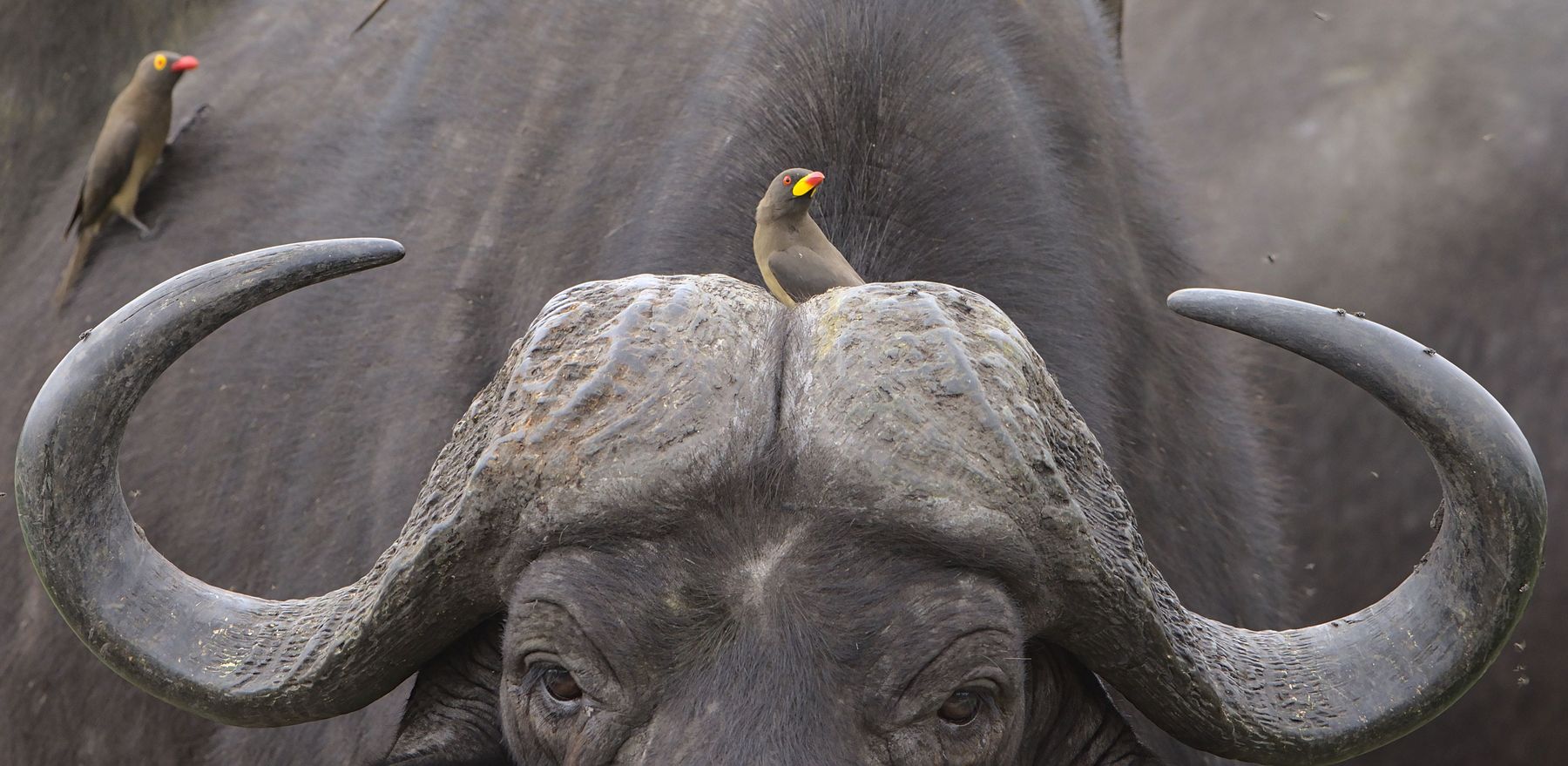 Cape buffalo bull face on with oxpeckers on its horns, Zambezi Delta, Mozambique