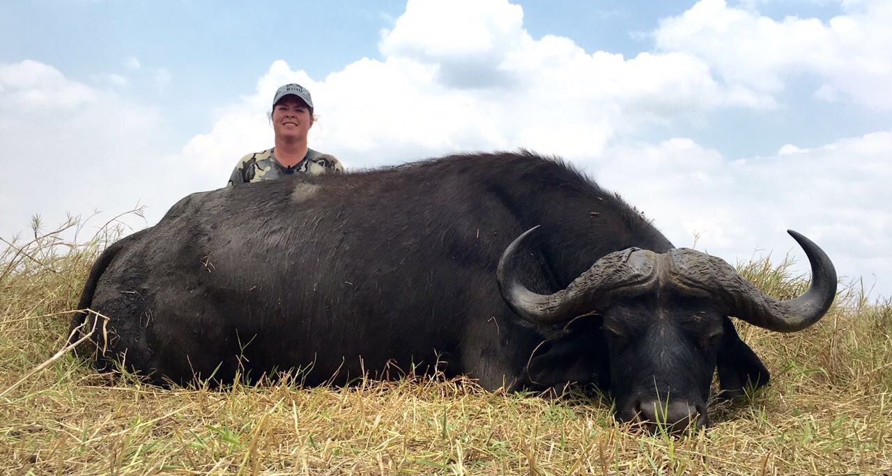 Cape buffalo bull in side profile on the Zambezi Delta floodplain, Mozambique