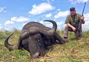 Hunting client with an old Cape buffalo bull with worn horns, Zambezi Delta, Mozambique