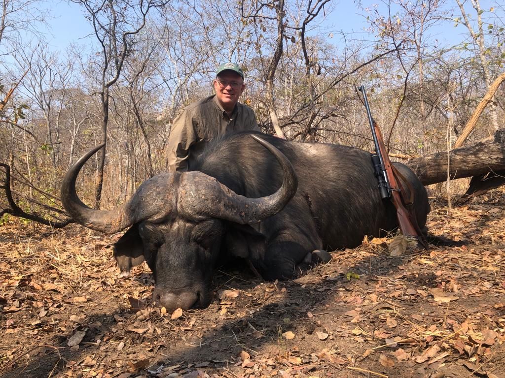 Cape buffalo bull taken on dry leaf litter in Zimbabwe