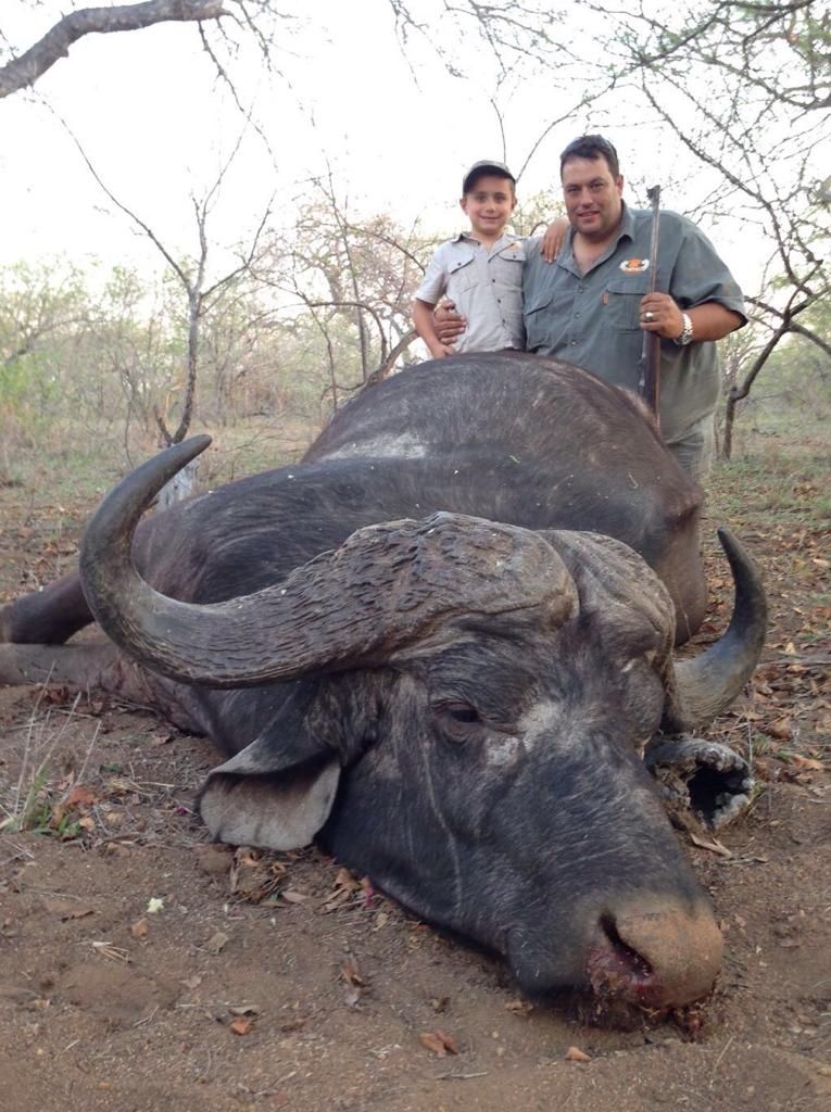 Cape buffalo bull taken on dry ground in Zimbabwe