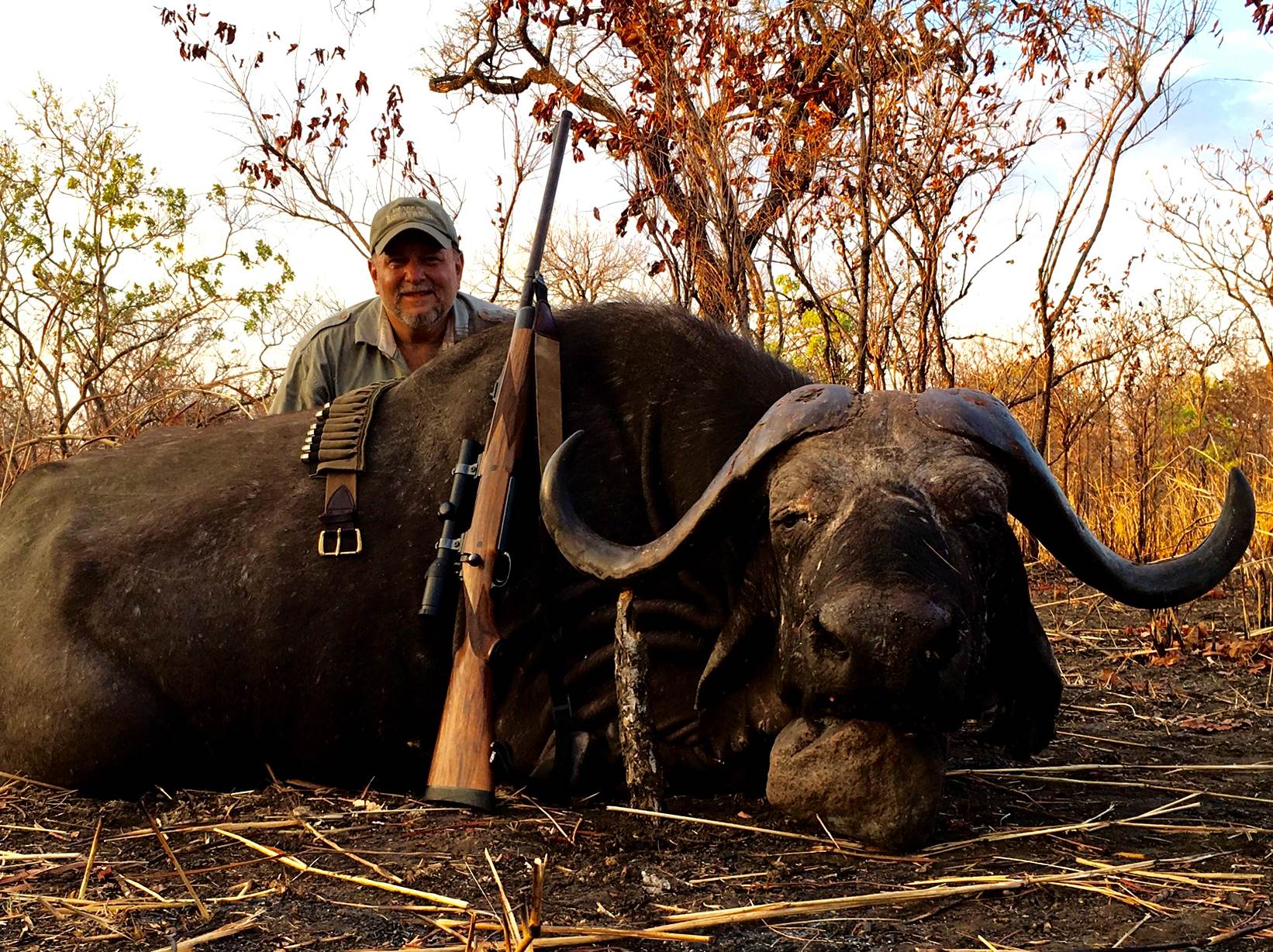 Hunting client with a Cape buffalo bull in woodland at dusk, Zimbabwe