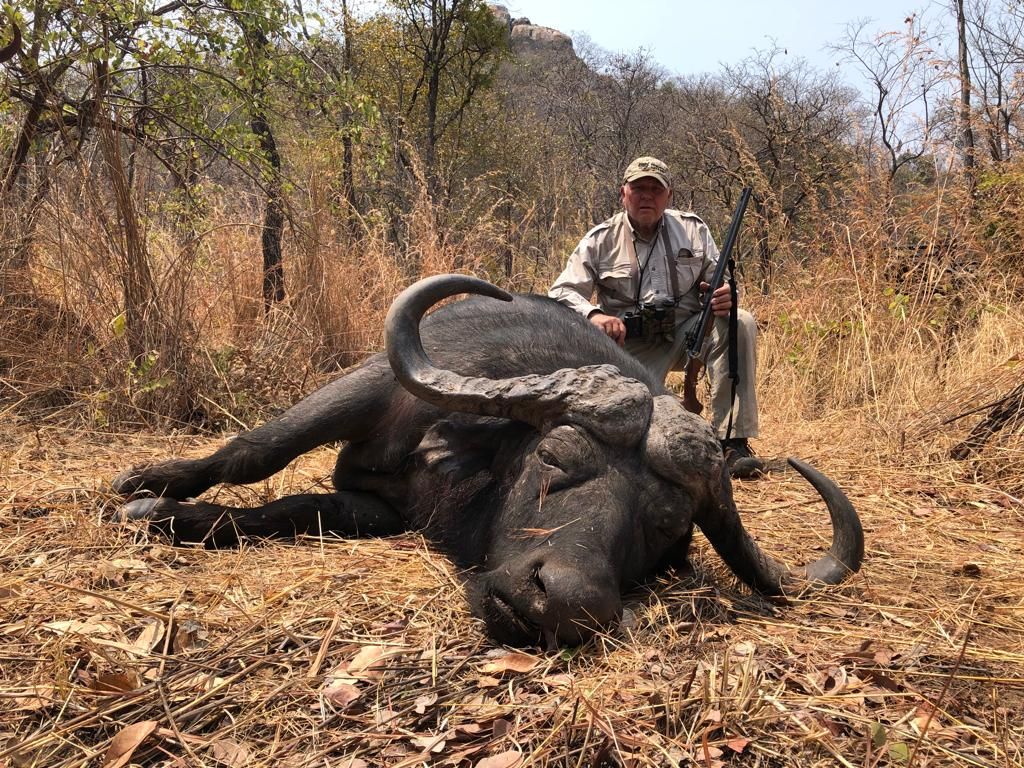 Hunting client with a Cape buffalo bull in miombo woodland, Zimbabwe