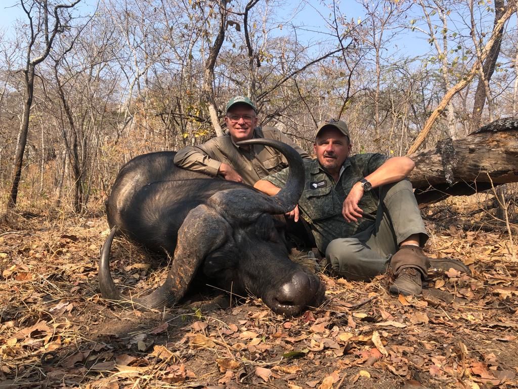 Two hunters with a Cape buffalo bull in miombo woodland, Zimbabwe