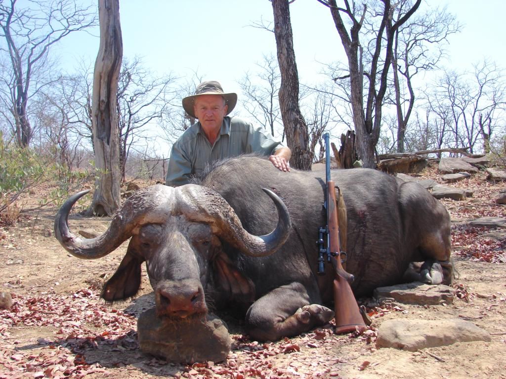 Cape buffalo bull taken in mopane woodland, Zimbabwe, with the hunter and his rifle