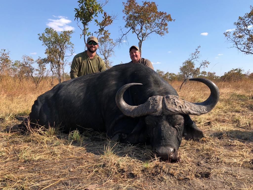 Hunter with a Cape buffalo bull in open woodland, Zimbabwe