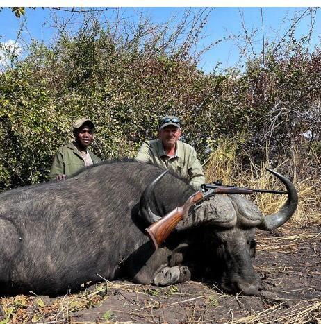 Hunting client and tracker with a Cape buffalo bull in thick bush, Zimbabwe