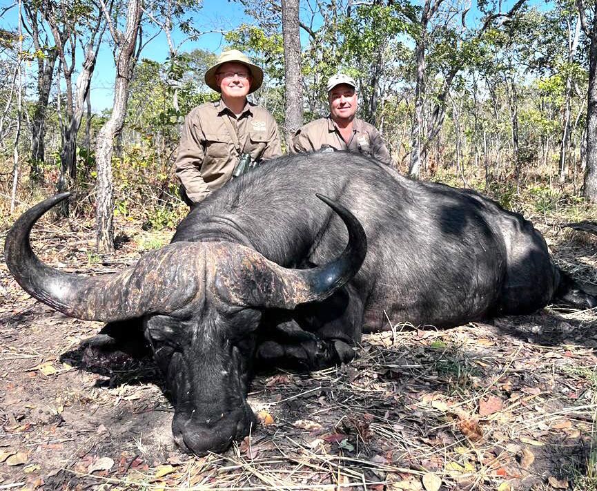 Two hunters with a Cape buffalo bull in Zimbabwean woodland
