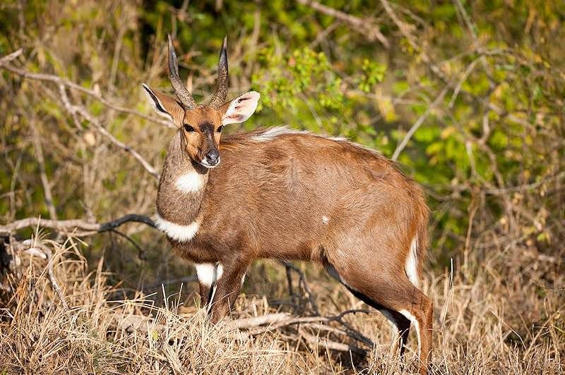 Mature bushbuck ram with heavy 16-inch horns taken in riverine thicket, Zimbabwe, with Nhoro Safaris