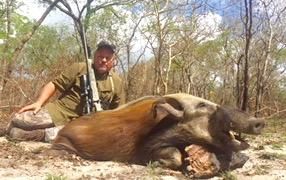 Hunting client with a bushpig boar taken in dry Limpopo bush, South Africa
