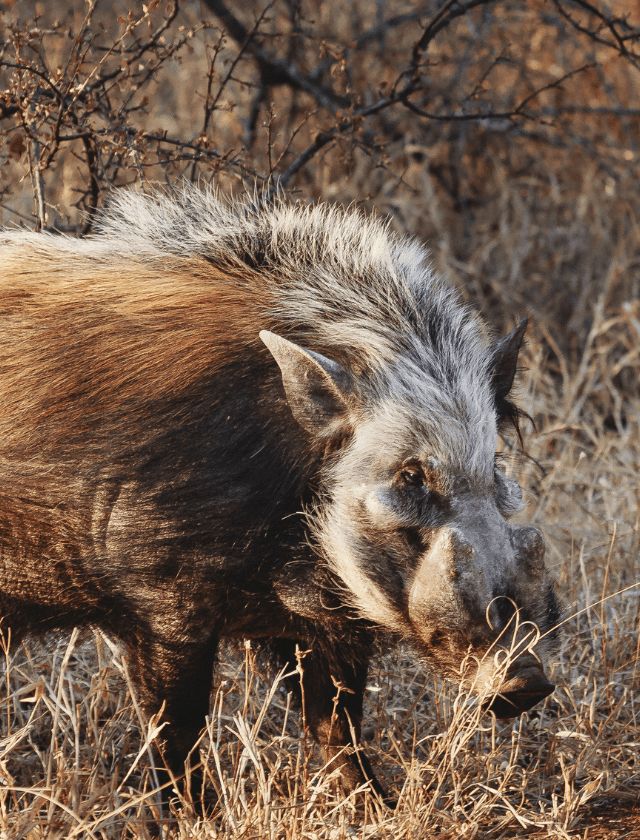 Mature bushpig boar taken over bait at night in South Africa with Nhoro Safaris