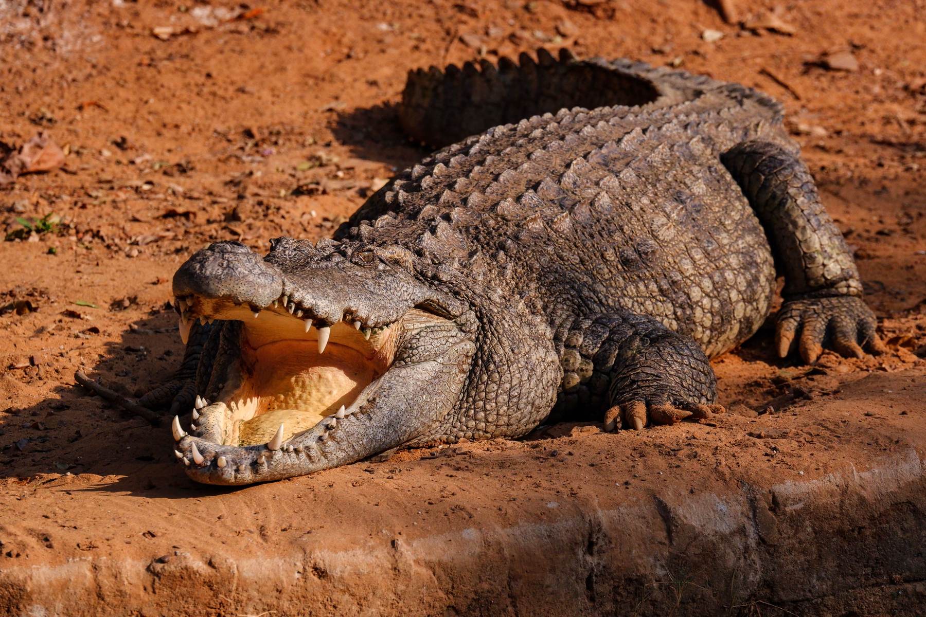 Fourteen-foot Nile crocodile taken on a Zambezi sandbank in Zimbabwe with Nhoro Safaris